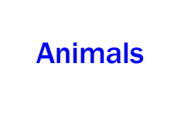 Animals